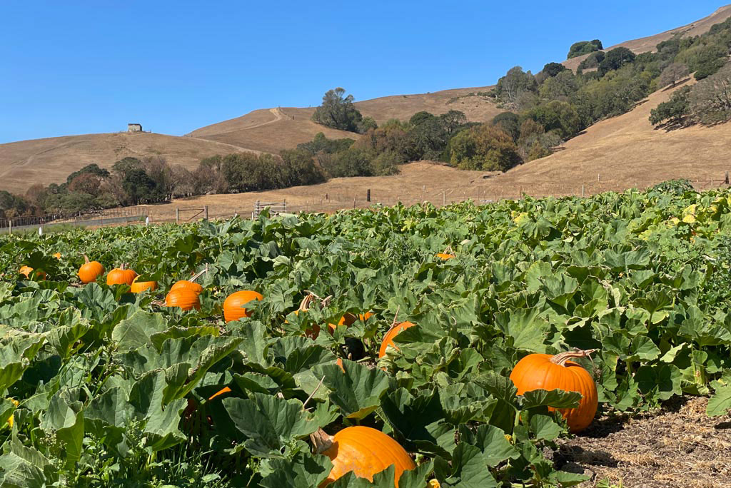 Pumpkins at Grossi Family Farm pumpkin patch in Novato, CA, a popular fall destination for families enjoying seasonal activities in Marin County.